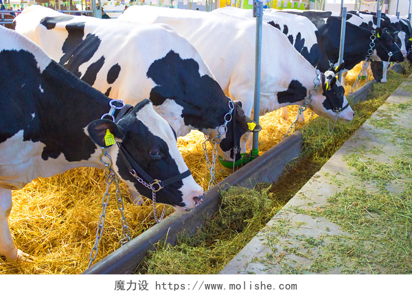牛栏里吃草的牛母牛